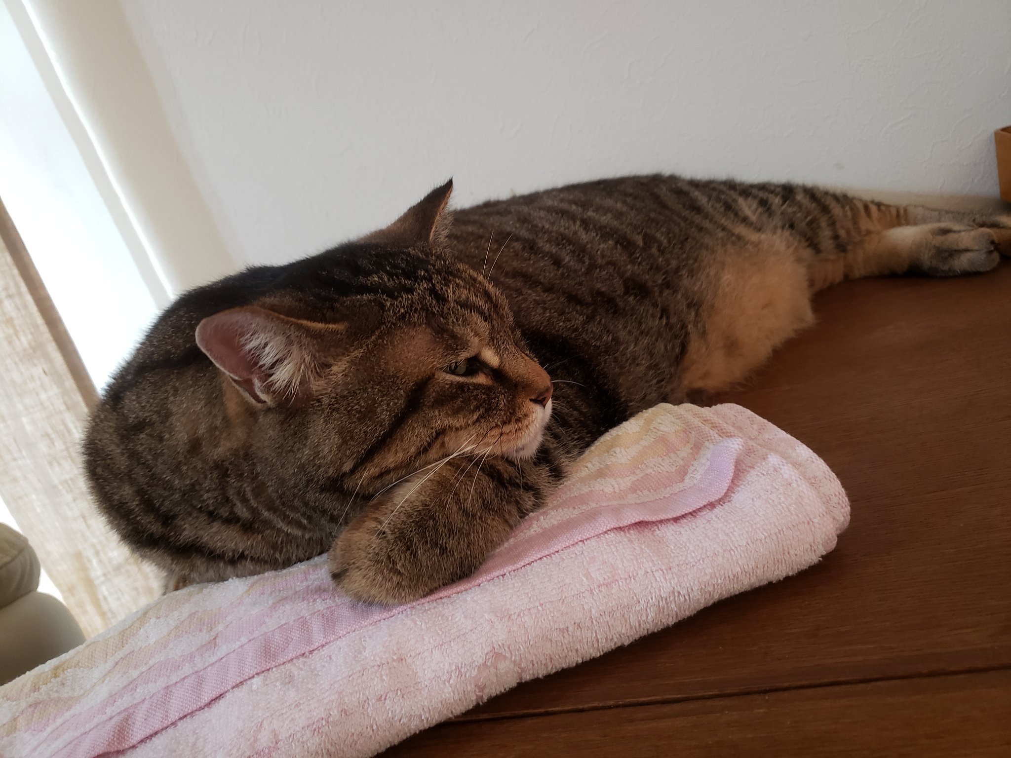 ササミ よしよし使ってる使ってる 猫の熱中症 保冷剤 T Co Mzy2yz38mm Twitter ササミ よしよし使ってる使ってる 猫の熱中症 保冷剤 T Co Mzy2yz38mm Twitter
