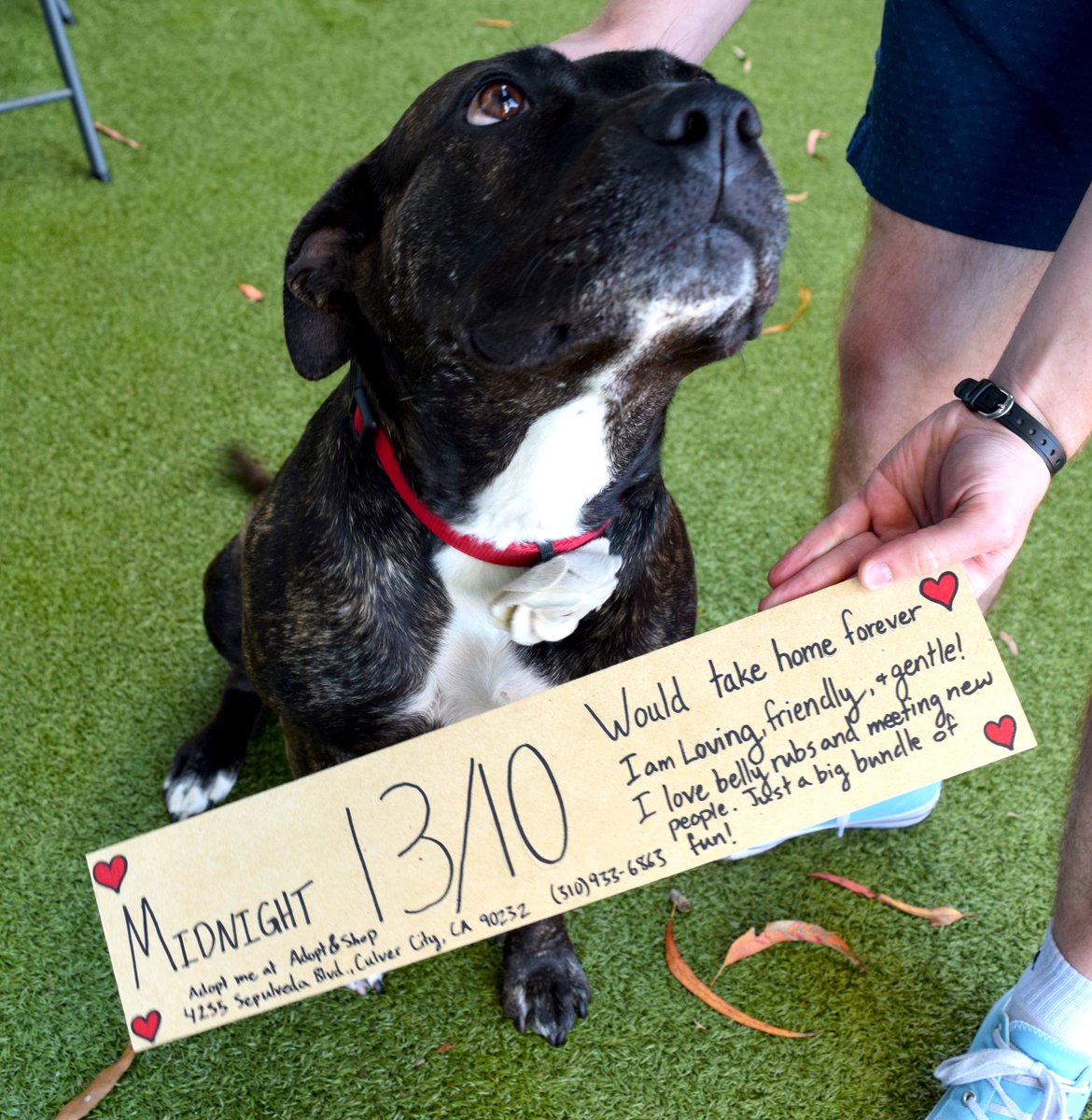 DeusExMishina's tweet photo. Midnight is a gentle giant who loves meeting new people and will do anything for a belly rub. 13/10, would take home forever. @dog_rates @AdoptNShop #RateGISHDogs https://t.co/D4UAfLokVO