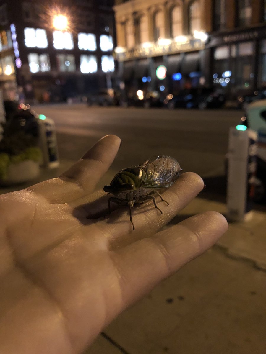 bugcatcherkate's tweet image. #BugCatcher to the MAX tonight 😭 I'm so happy 
#cicada #midwest