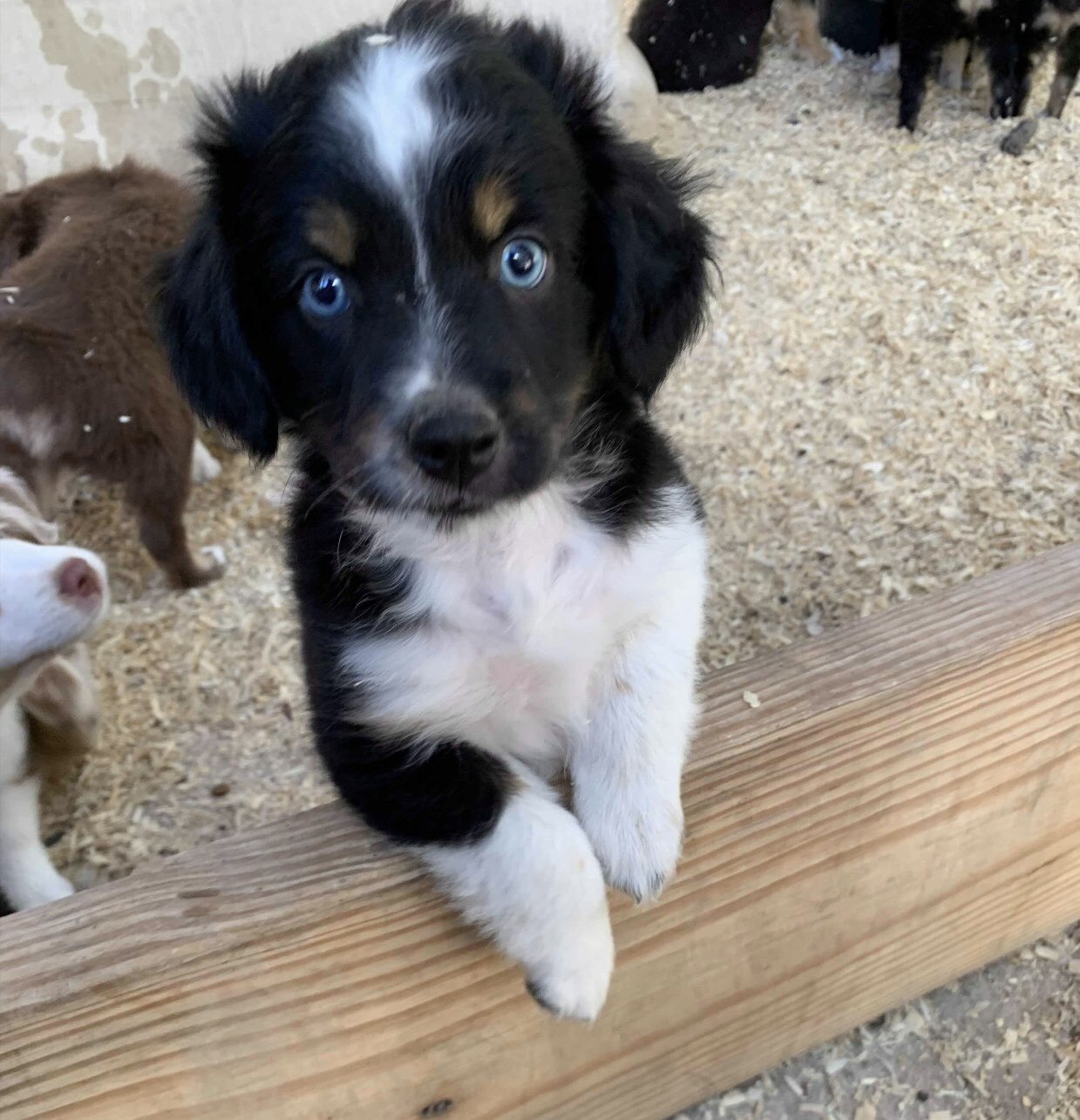 Aussie blue heeler mix puppies 2025