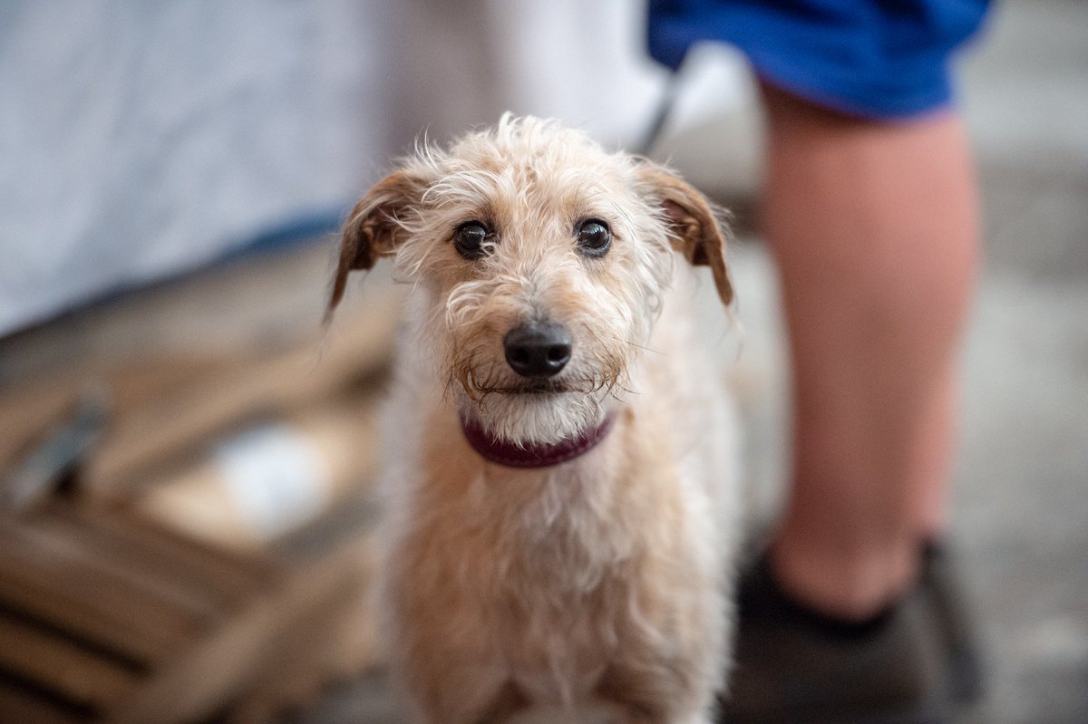 Full Fat is DOG FRIENDLY 🐕 Bring along your pooch if you wanna. This pack came along last year - what a handsome bunch.

Full Fat / TOMORROW Sat 3 Aug / 11am - 11pm / Fairfield Social Club <a href="/FSCMCR/">Fairfield Social Club</a> / Donation on the door