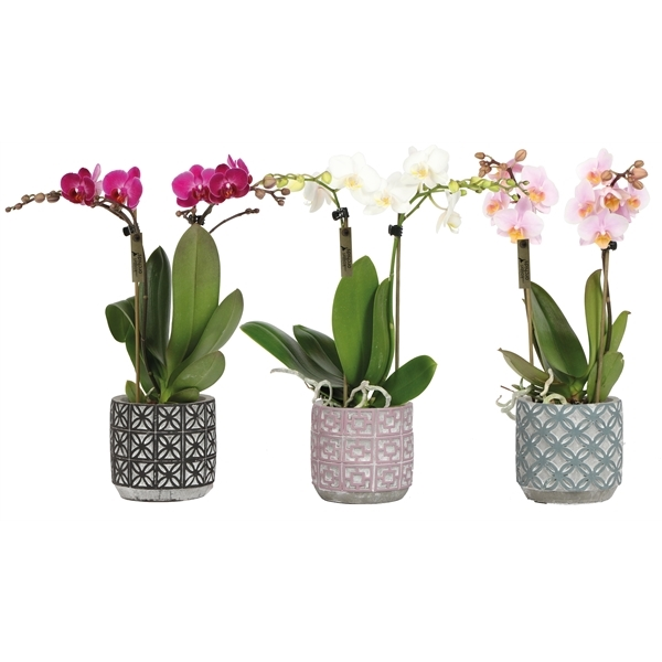 New offer available!
Offer name: OK promo 5034