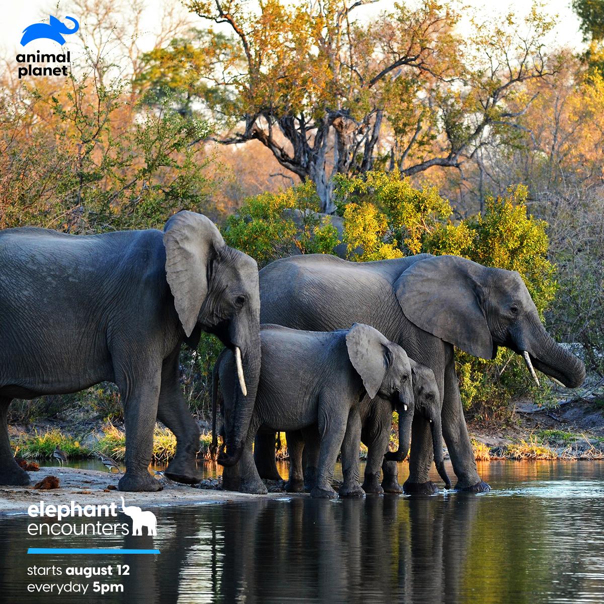 AnimalPlanetIn's tweet photo. Elephants are social, family-oriented animals who care for their herds. Their unity makes them stronger. Watch Elephant Encounters, starting 12 August, everyday at 5 PM.
#ElephantEncounters https://t.co/C2t5kAeObK