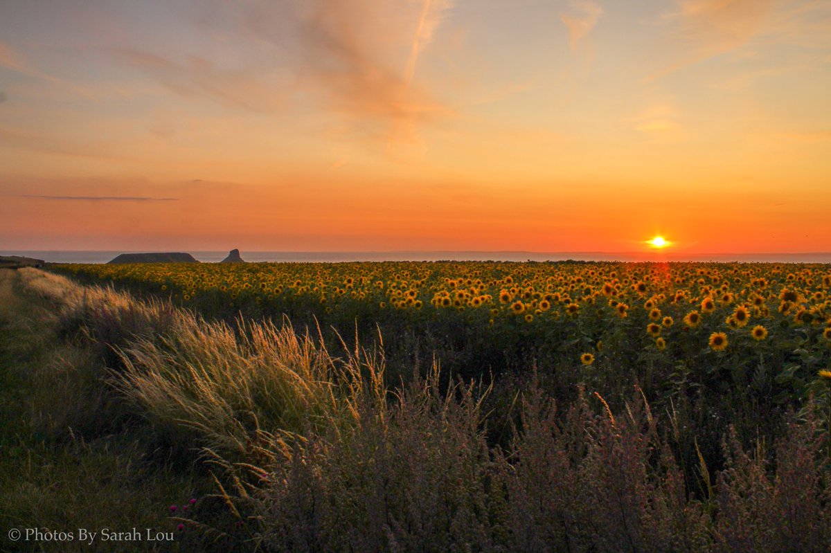 PhotosLou's tweet photo. Watching the sun set over the golden fields of sunflowers at Rhossili
@NTWales @GowerNT @visitwales 
#sunflowers #sunset #photography 
https://t.co/YkE7KN9ymz https://t.co/cSzuY6kRat