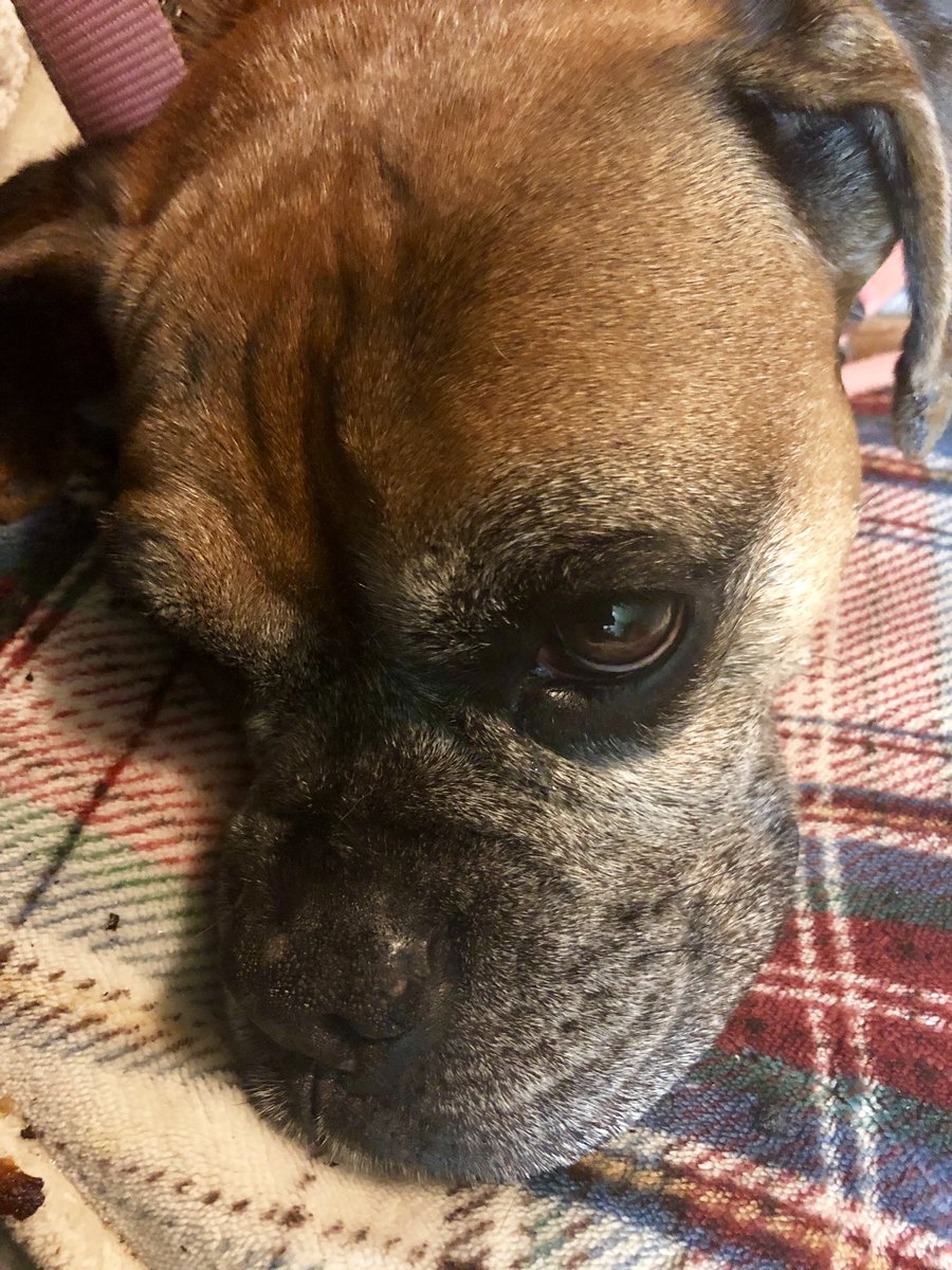 BooksBoxers's tweet photo. Saw the doctor today to see if Simbaโs gum tumors were malignant or benign โ celebrating a fantastic report that she does not have cancer! #morebookstoread https://t.co/w7qyGlS1kQ