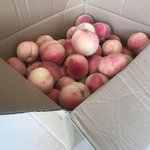 【福島市の飯坂温泉】なんとも羨ましい桃・３０００円分でこんなにも!食べたい!