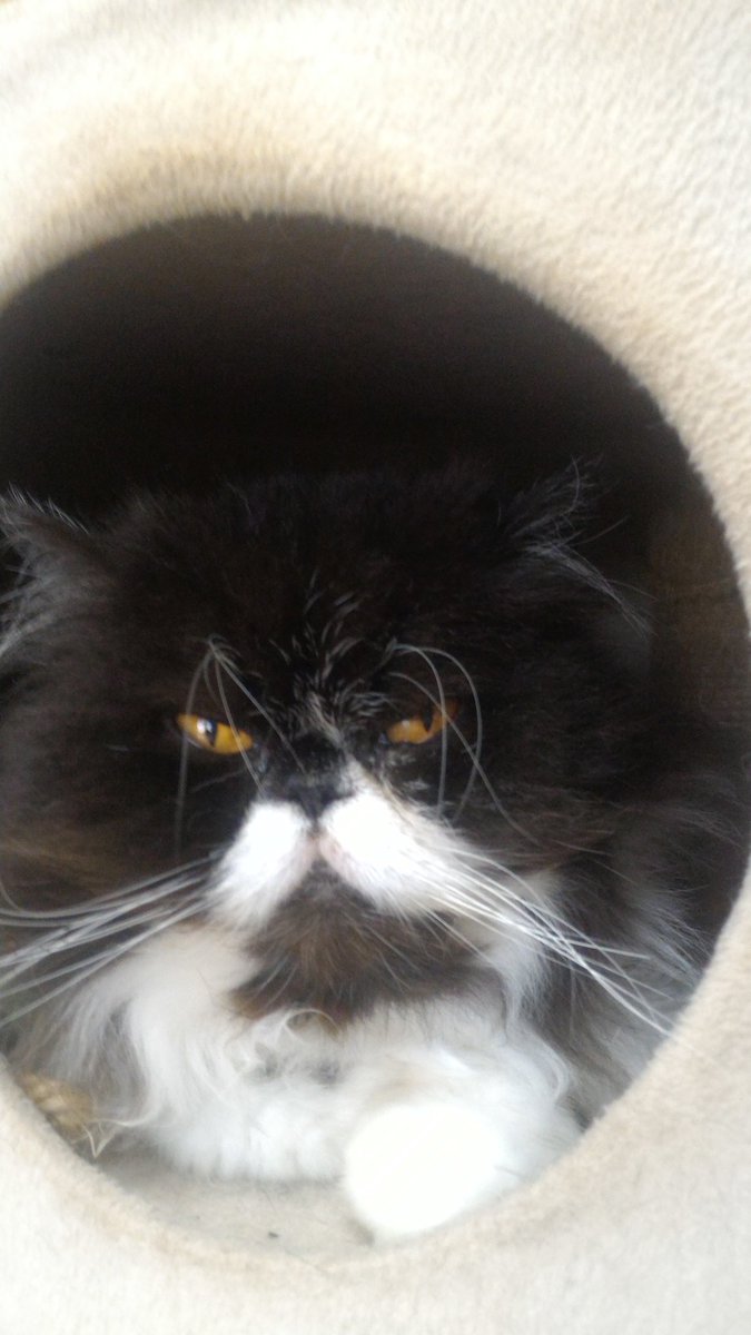 元 猫カフェ まるまり 姫ちゃん チョビちゃん ニケ君 黒くん ペルシャ猫 ロシアンブルー 黒猫 元 猫カフェ まるまり 姫ちゃん チョビちゃん ニケ君 黒くん ペルシャ猫 ロシアンブルー 黒猫