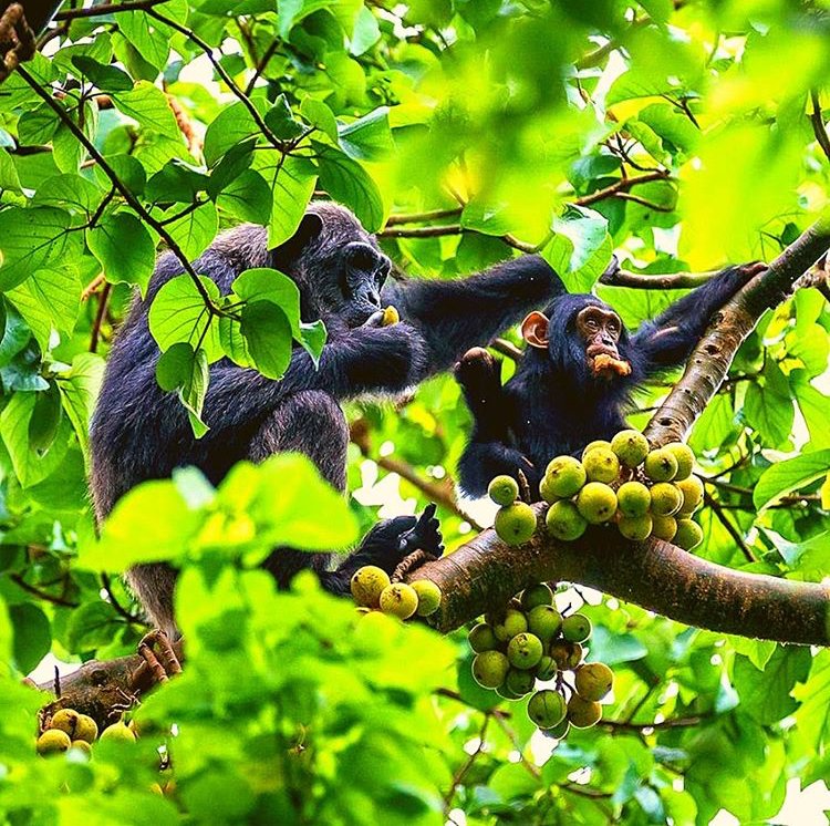 wildsightsafari's tweet photo. “Chimpanzees may get much less hype in the travel media than endangered mountain gorillas, but tracking our closest relative through the African jungle is in fact one of the world’s most thrilling wildlife encounters (and it costs a fraction of visiting our larger cousins) “. https://t.co/piFME8k40r