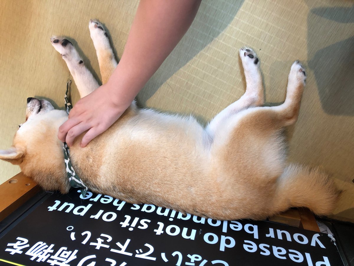 マンガｕｐ در توییتر モふれる 累計13万部突破 第１巻再重版 いつも応援して頂いている皆様 ありがとうございます 有頂天の担当ｈは 柴犬 をまたモフモフしたいと思い 豆柴カフェ へ やっぱ柴犬は可愛いですね 今後も モふれる を宜しく