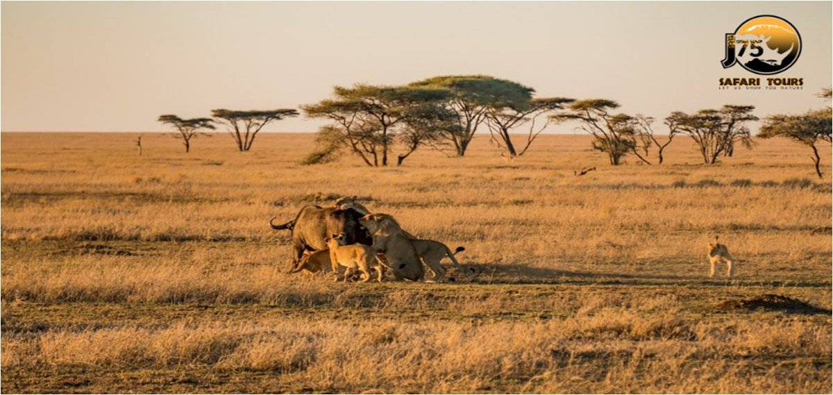 Check out the 6 days Tanzania safari package with exciting promises of sighting the amazing wildlife events and natural beauties
Book your tour with us @ j75safaritours.com/six-days-tanza…
#TanzaiaSafari #TanzaniaNationalParks #TanzaniaDestination