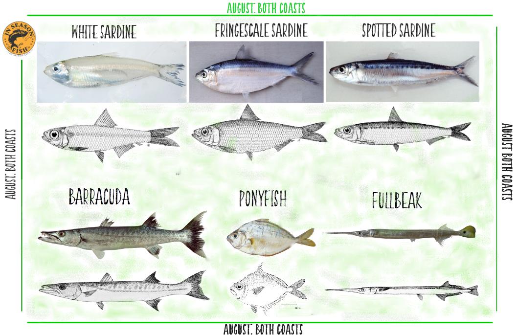 Prices of oil #sardine getting you down? Try other #sardines, great #barracuda & needlefish or #garfish or #fullbeak from our August Recommendations for both coasts.

Make sure you #askforinseasonfish & check inseasonfish.com for specific options on the east or west coast.