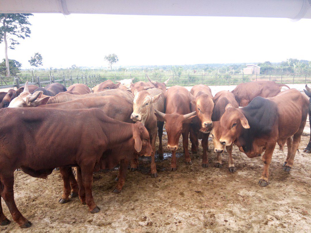 MeatUganda's tweet photo. At #UMPCU's livestock resource centre in Butalangu, Nakaseke district, cows are fattened at the holding centre. Fed on #silage made at the centre from own-grown maize which is mixed with mollasses & sometimes maize bran. @EUinUG @MAAIF_Uganda @newvisionwire https://t.co/U0pacKFcBa