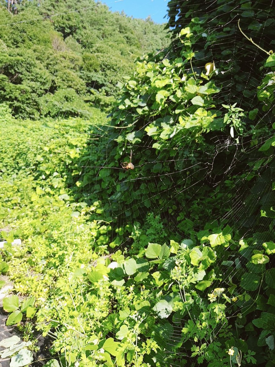 ty1277_dalle's tweet image. 거미줄에 걸린 말벌
견고한 거미의덫 빠져 나오려고
죽을 힘을 다하는 말벌
어쩜 우리네 삶과 같는 생각
자연이 주는 교훈은
참.....