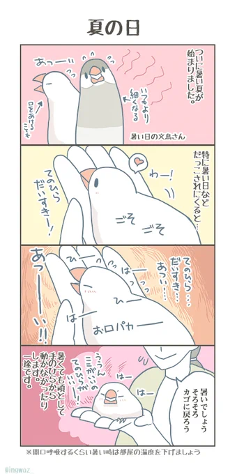 暑い季節のにぎり文鳥。(普通に暮らしている中で開口呼吸が出る場合は室温を下げてあげた方がいいです)

#buncho #javasparrow #文鳥 