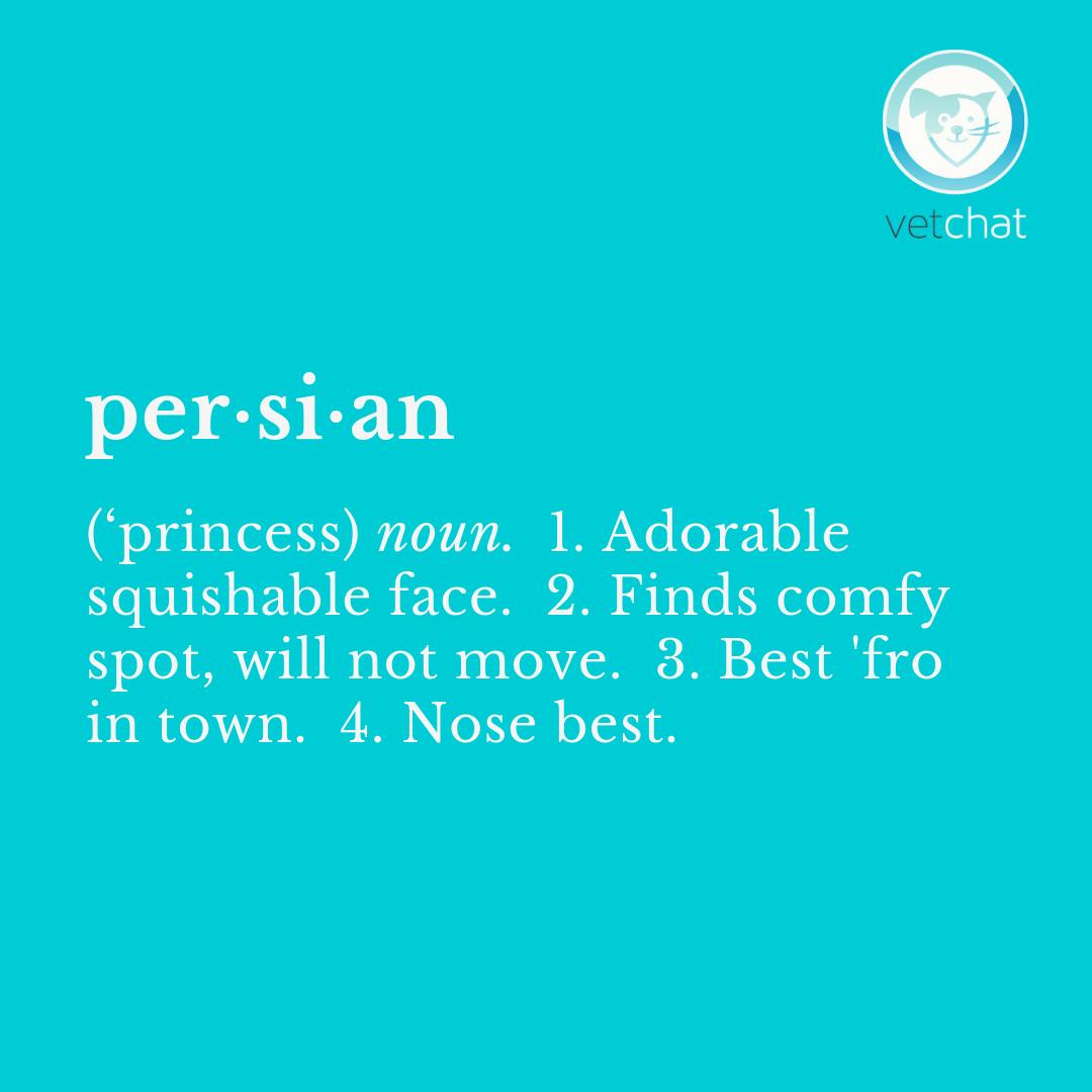 Their motto is to be the most glamorous and comfy. Tag a #persian or persian x parent or lover below 🐾 #cat
