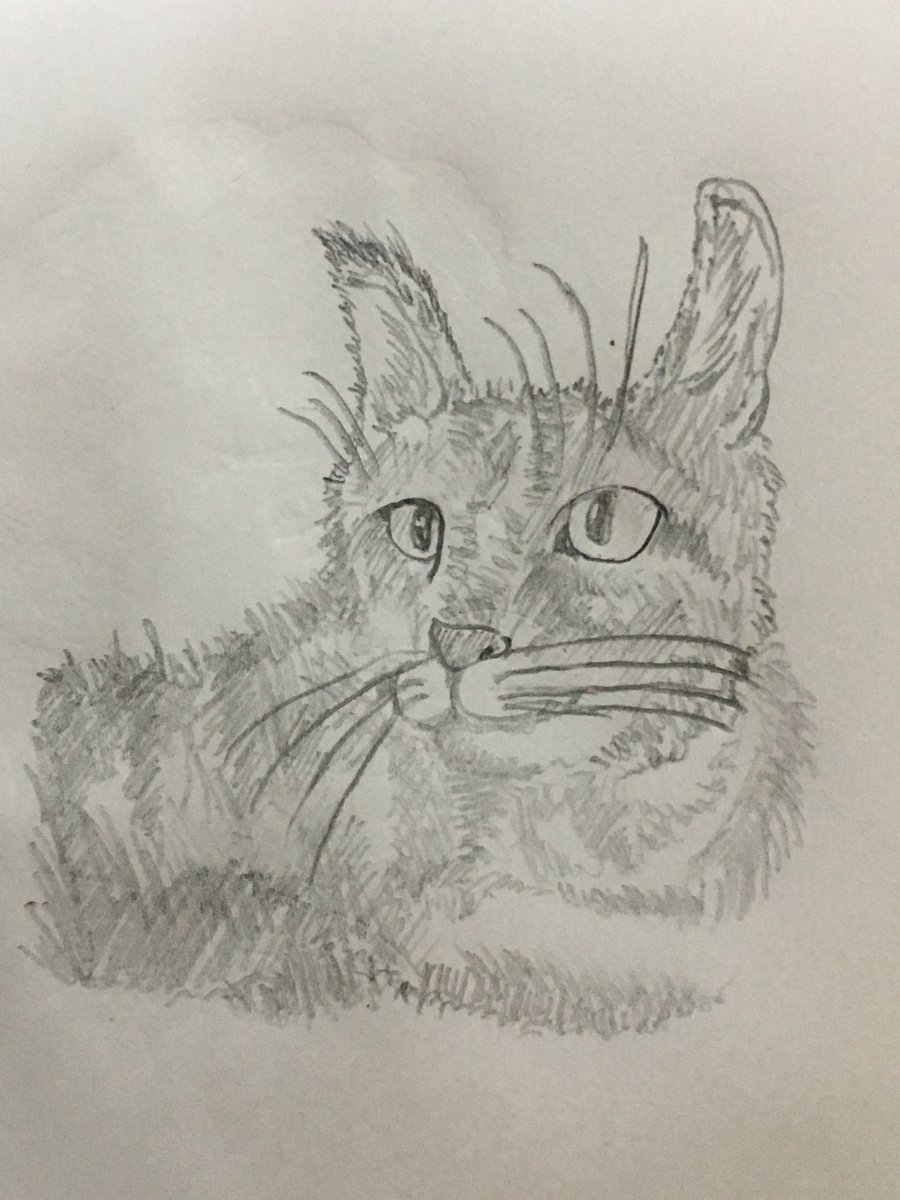 ট ইট র ノブユキ 良い作品を描きたい ノラ猫 猫の絵 猫好き シャーペン画