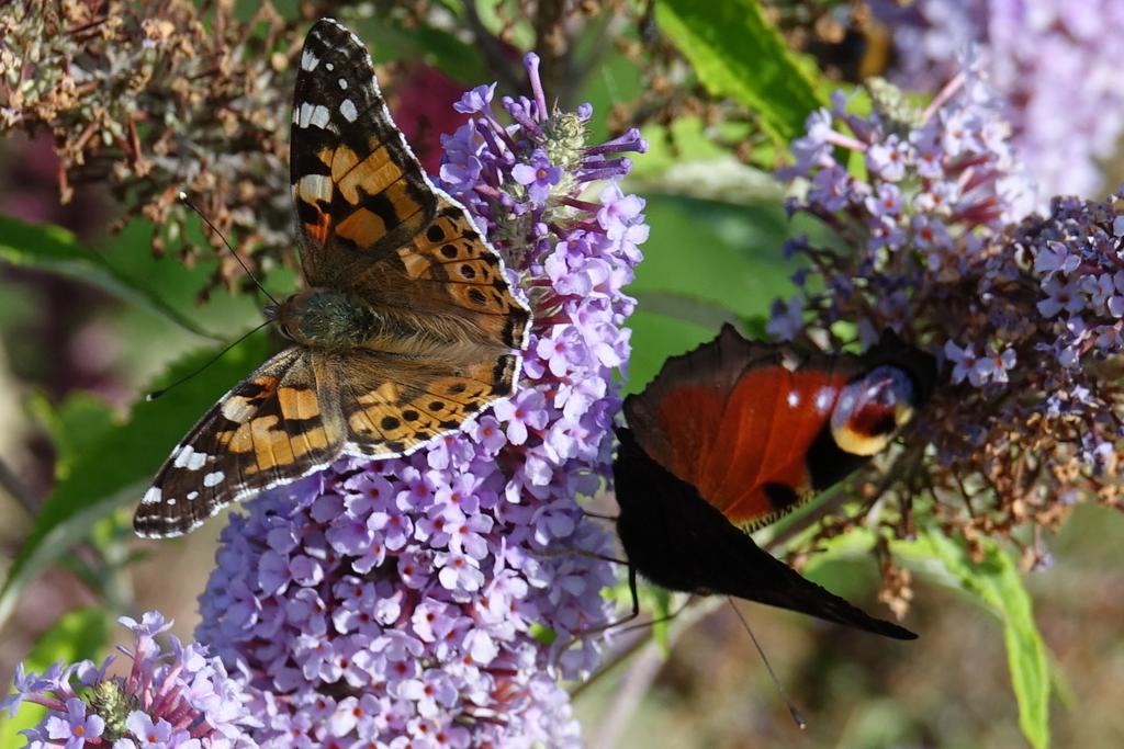 Butterfly_pics's tweet photo. @PictonGarden Stunning Helen - not had any of these yet, but plenty of Peacocks and Painted Ladys 👍 https://t.co/SUmkTUAPt0