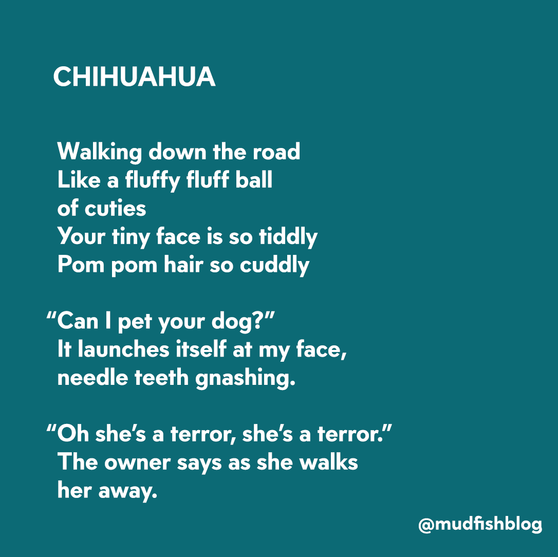 Mudfishblog's tweet photo. A poem about stroking Chihuahuas #newwriting #chihuahua #pittbull #poem https://t.co/8VER0S2CAV