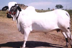 Deoni Cattle is also one of indigenous breed of India. often referred as drought cattle breed. means can withstand adverse climatic conditions-heat! named after deoni place in Latur District Maharashtra.