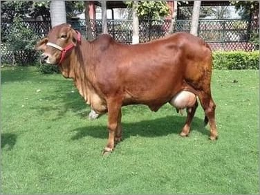 Best dairy cattle in India is Sahiwal, indigenous cattle breed of India. related to Zebu-Bos indicus. highest milk producing. exported to Africa &other countries, due to adaptability. Kenya is source of stock & semen of it. i always confused with Lal Sindhi(red). Bhartiya Govansh