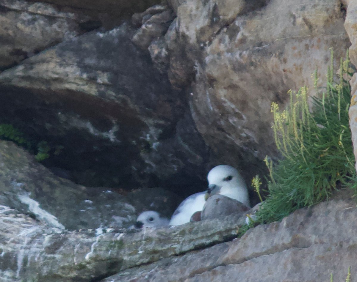 "The best stories are like the flight of the fulmar. Once you’ve slowed down and listened to the old tales, or sat and watched fulmars fly, it feels as though the boundaries between time and space can be a little bit blended."
(Just look at that wee face!)
open.spotify.com/show/3Jdlm4HZB…