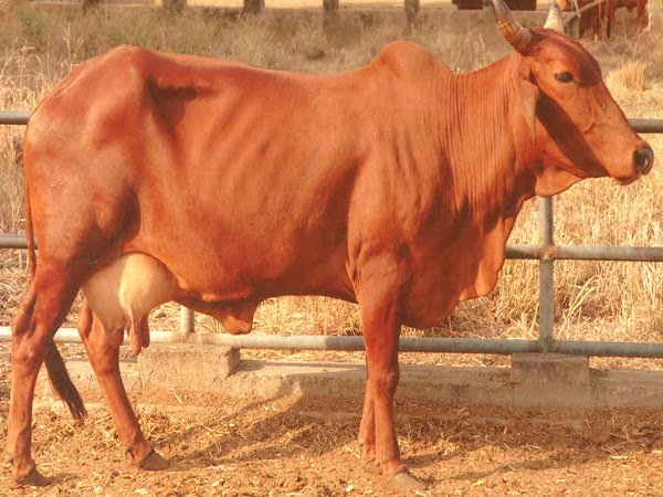 next high milk producing breed is Red Sindhi, we call it Lal Sindhi, of Zebu breed of India. most adaptable, thus popular due heat tolerance, tick resistance, disease resistance, fertility at higher temperatures. these were also exported to other countries-Brazil Europe etc