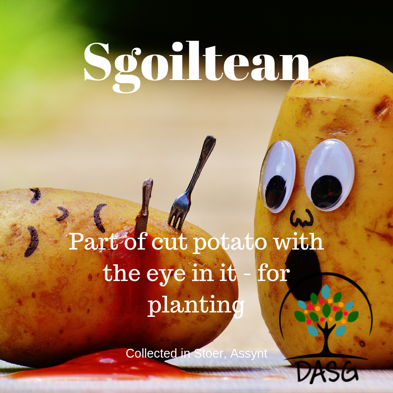 DASG_Glaschu's tweet photo. #Gaelic #Gàidhlig #DASG #archive #tasglann #UofG #Archivist #ScotlandsSounds #DigitalArchive #IYIL2019 #UNESCO #IsMiseGàidhlig #sgoiltean #tatties #Asainte #Assynt #harvest
https://t.co/T5Zt7xnERu https://t.co/xj5wf4mRwj