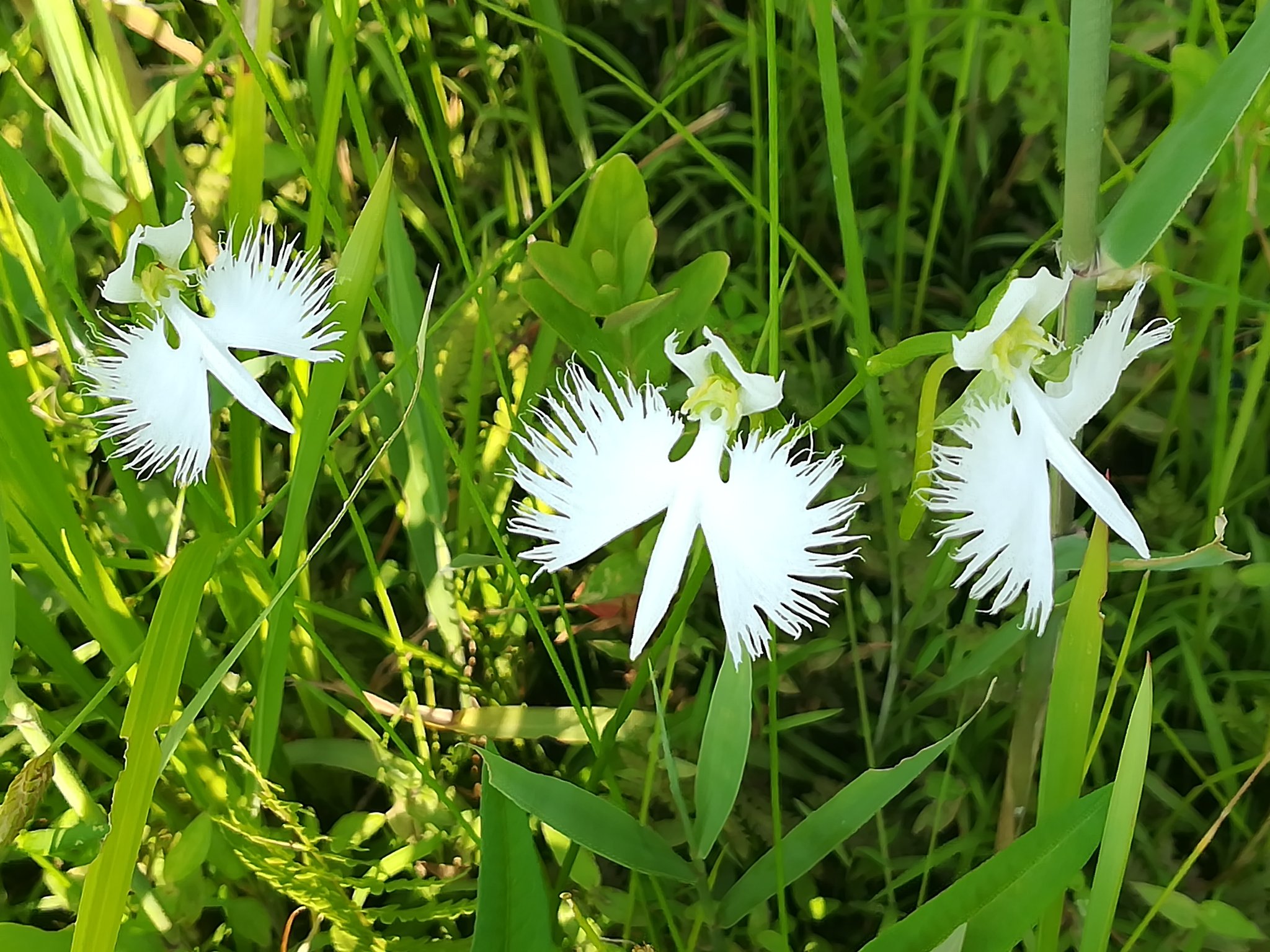 あぴ サギソウ 花言葉 清純 無垢 神秘的な愛 芯の強さ 黒沢湿原 めっちゃ狭い道で 横は崖 運転してもらってなんとか辿り着いたけど 小さい花やから どこ ってなるし 子ども達興味ないし 気まずかったけど アップの この可愛さったら 素敵 あぴ サギソウ 花言葉 清純 無垢 神秘的な愛 芯の強さ 黒沢湿原 めっちゃ狭い道で 横は崖 運転してもらってなんとか辿り着いたけど 小さい花やから どこ ってなるし 子ども達興味ないし 気まずかったけど アップの この可愛さったら 素敵