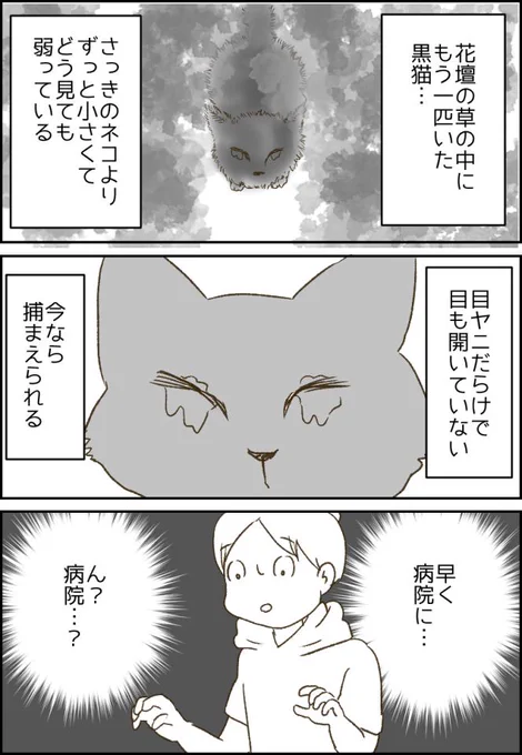 子猫を保護するか迷う私③ ブログはこちら→    #猫 #保護猫 