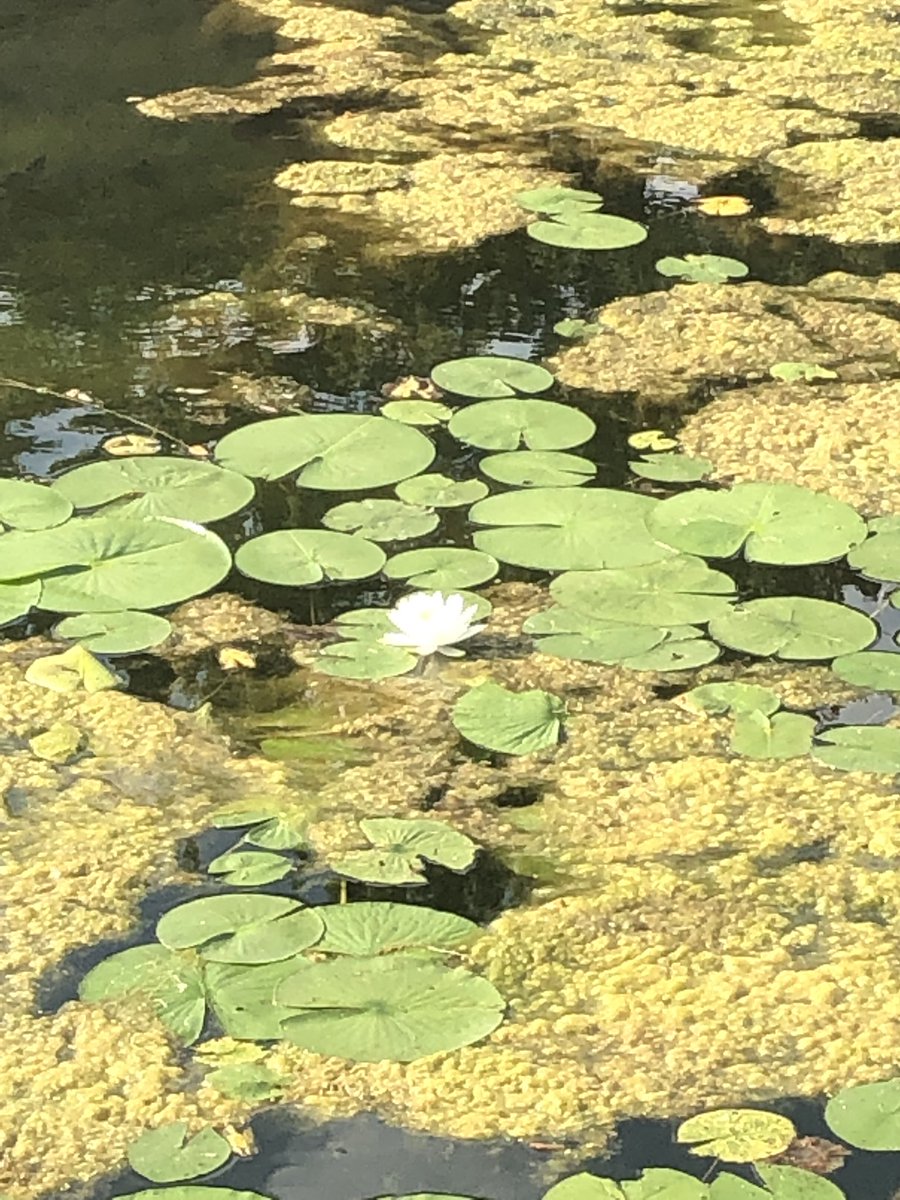 BardenStacey's tweet image. Summer fishing! #itsgoodtobeamustang #pyproud #pyms