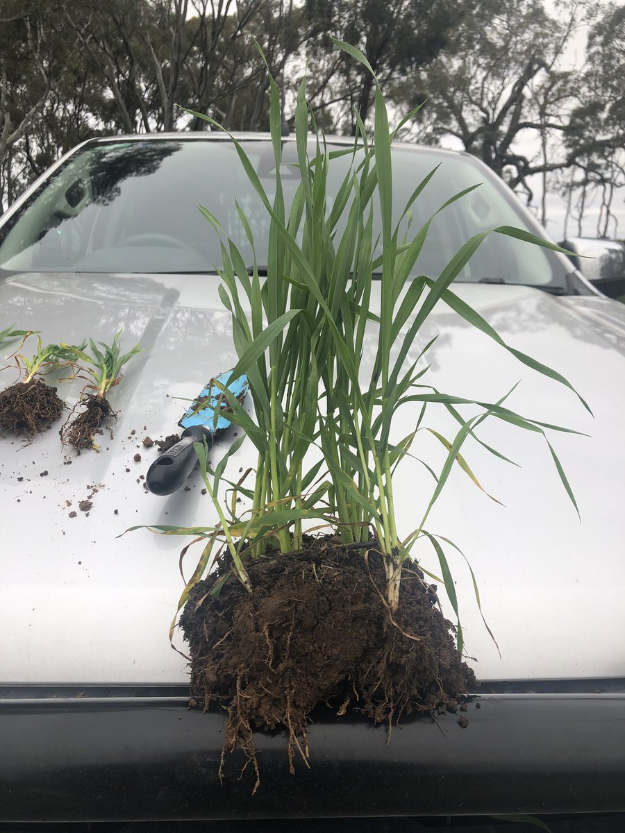 AimeeKilpatric2's tweet photo. Let’s just let photos do the talking. Untreated left, competitor middle, BSNSS right. Same variety, same paddock, still no traces applied. #southernmallee #plant19 #BSNseedpriming #RLF #Areasalesmanager https://t.co/KZfrOKGPh5