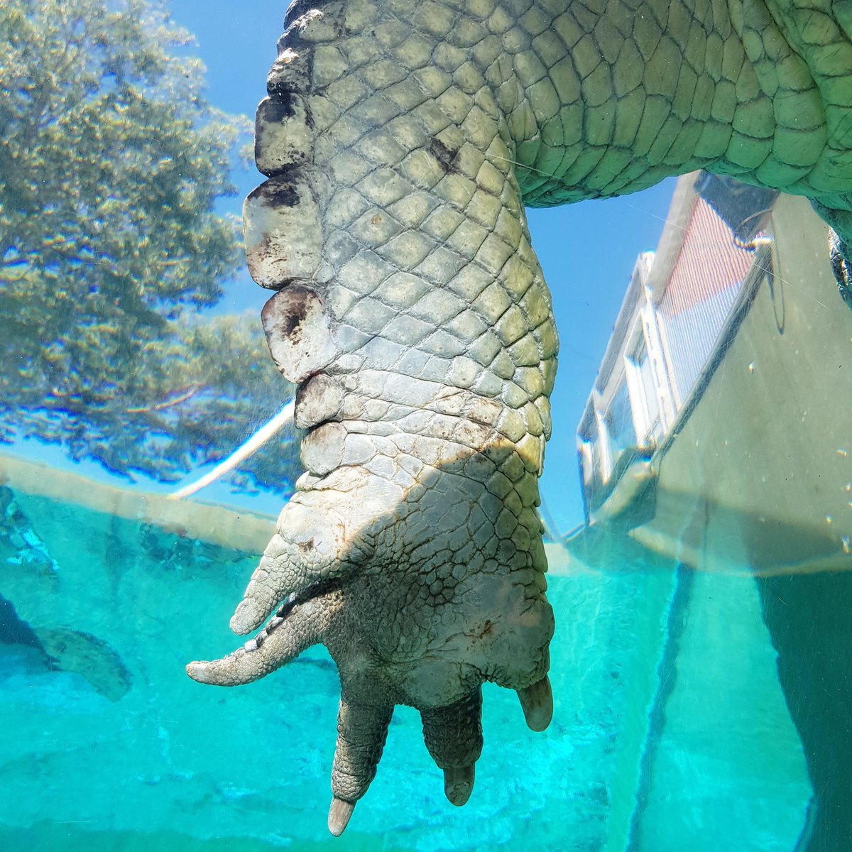 #australia #darwin #crocosauruscove #croccove  #ntaustralia #roadtrip <a href="/crocosauruscove/">Crocosaurus Cove</a>