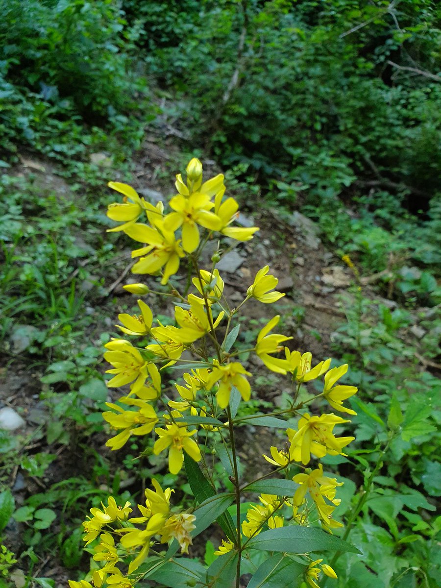 v6v15I5eyQgrjDq's tweet image. 검룡소에서 만난 야생화~
좁쌀풀 하늘말나리~