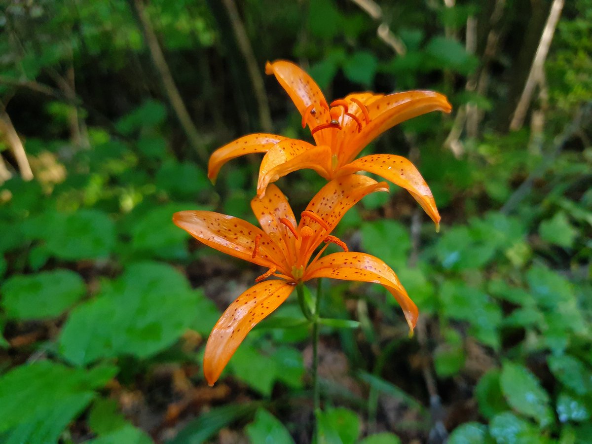 v6v15I5eyQgrjDq's tweet image. 검룡소에서 만난 야생화~
좁쌀풀 하늘말나리~