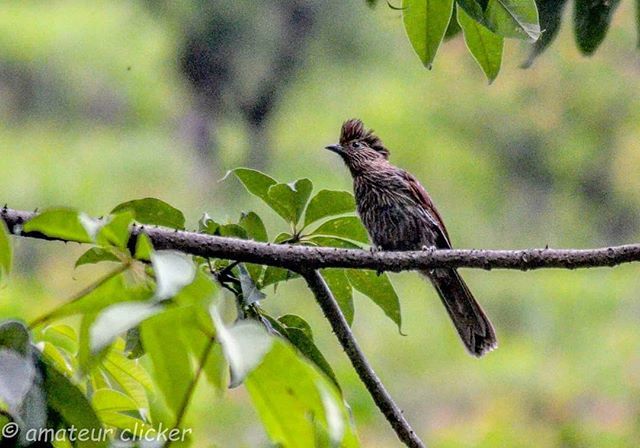 Striated Laughingthrush 
#birds #birdsofuttarakhand #thrush #birding #birdsofuttarakhand #birdsofinstagram #birdsofindia