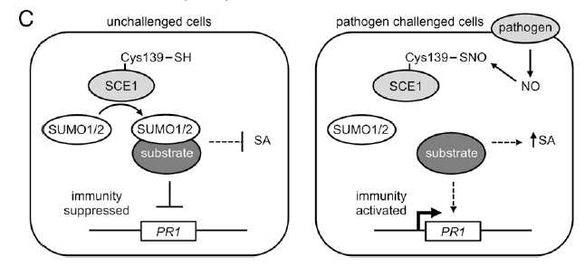 Excellent work by @_michaelskelly @SpoelLab & Loake Lab showing that S-nitrosylation inhibits the activity of SCE1, providing an important signal in #plantimmunity. Congratulations to all involved! #SUMO #immunity #PTMs