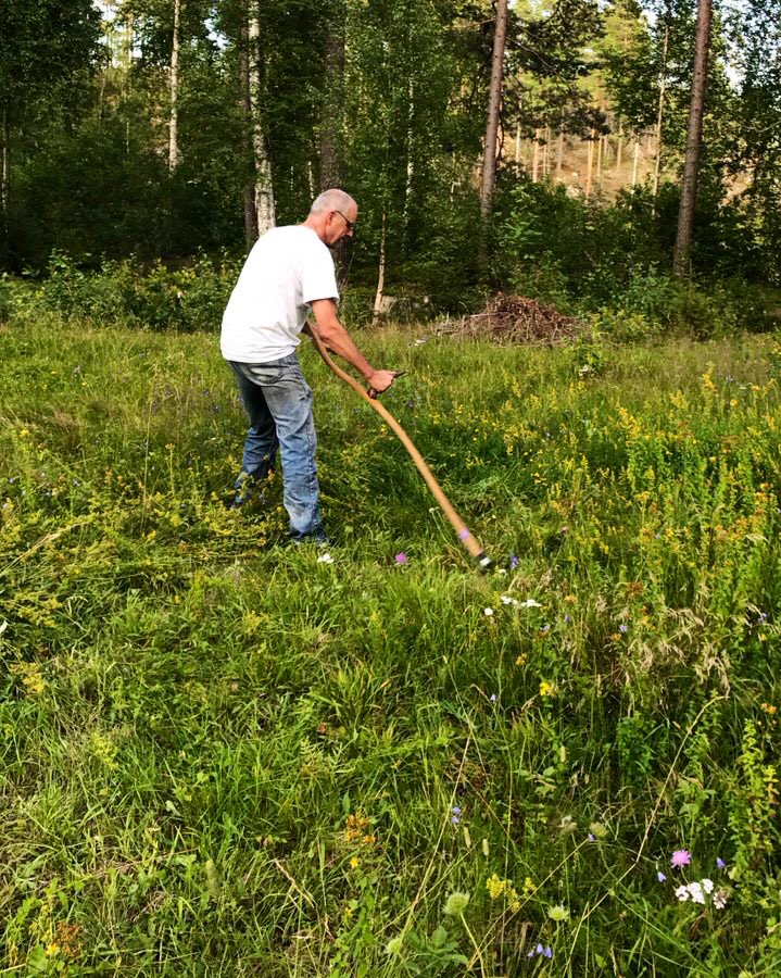 CSWahlin's tweet photo. Moving the meadows with a scythe and then using rakes is nice #PhysicalActivity. It also improves #biodiversity 🌾🐝🌾We celebrate #meadowsday this weekend in Sweden! @SuzanneRastrick @jkfillingham @NaomiMcVey @AGreenCovPhysio #WeAHPs #WeActiveChallenge #AHPsActive #GlobalPT https://t.co/F3BR5XyJ7W