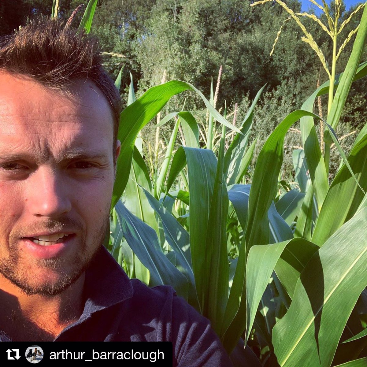 🌾🌾🌾 Top Gun maize over 6ft and tasseling.  

<a href="/NationalGamekee/">National Gamekeepers</a>  <a href="/BASCnews/">BASC</a> #gamecrop #gamekeeping 

📸 - <a href="/Arthur_BRIGHTS/">Arthur Barraclough</a>