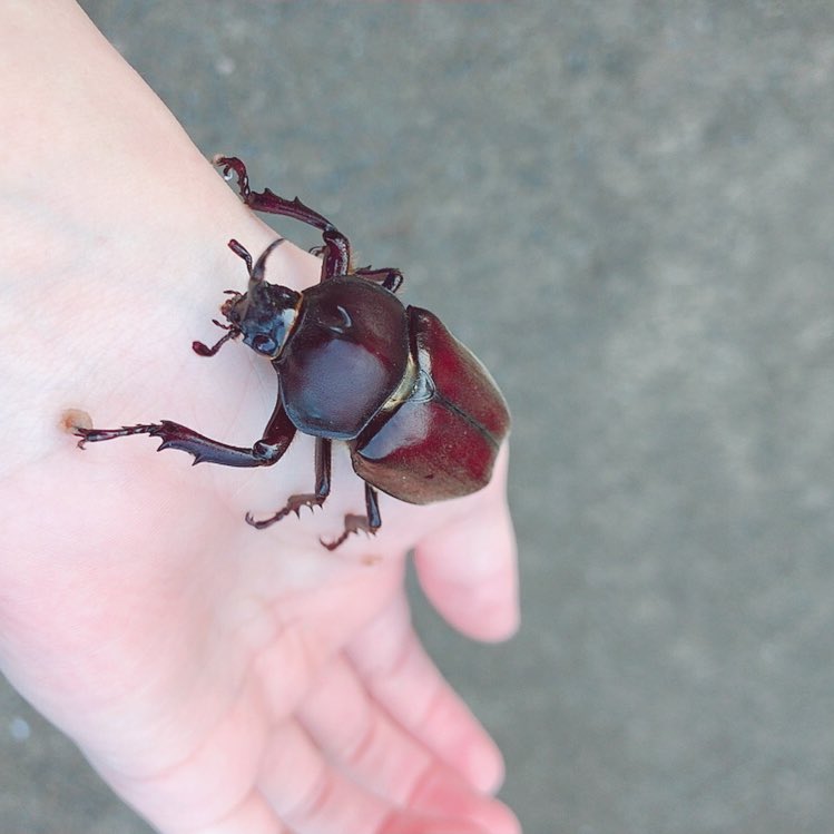 本宮佳奈 カブトムシは幼虫から育ててた時期もあるので少し詳しいよ あとメス はもっと女の子 って顔してて丸みがあるんだよー 女の子のカブトムシ可愛いよね 昔よりは手で持てなくなった虫さんも増えたけど カブトムシ クワガタ カナブン セミは