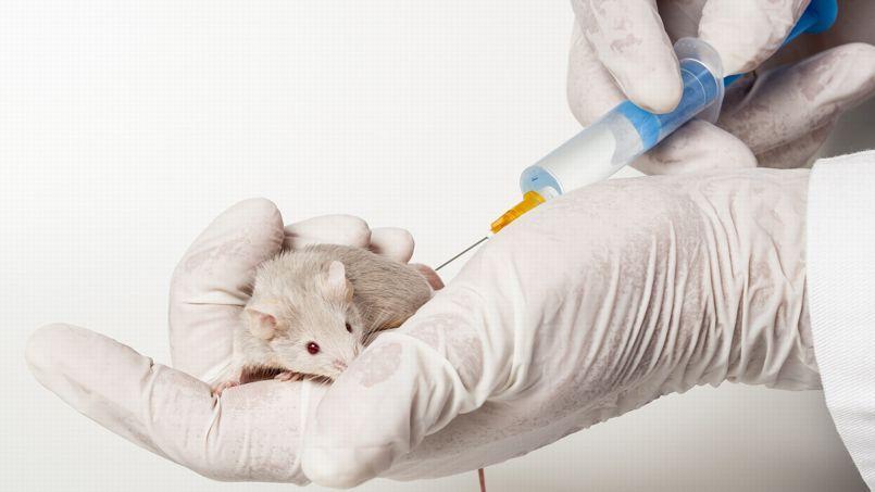 Le Figaro Le Japon Autorise La Creation D Embryons Mi Homme Mi Animal Ce Projet Vise A Fabriquer Des Organes Humains Dans Des Animaux T Co V6wb402ayy T Co Ktuc8w8ap7