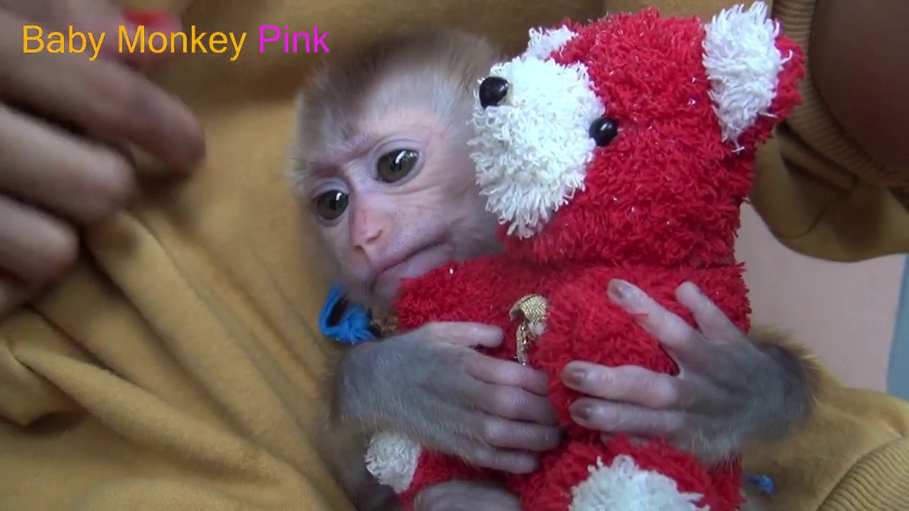 Pink baby best sale monkey