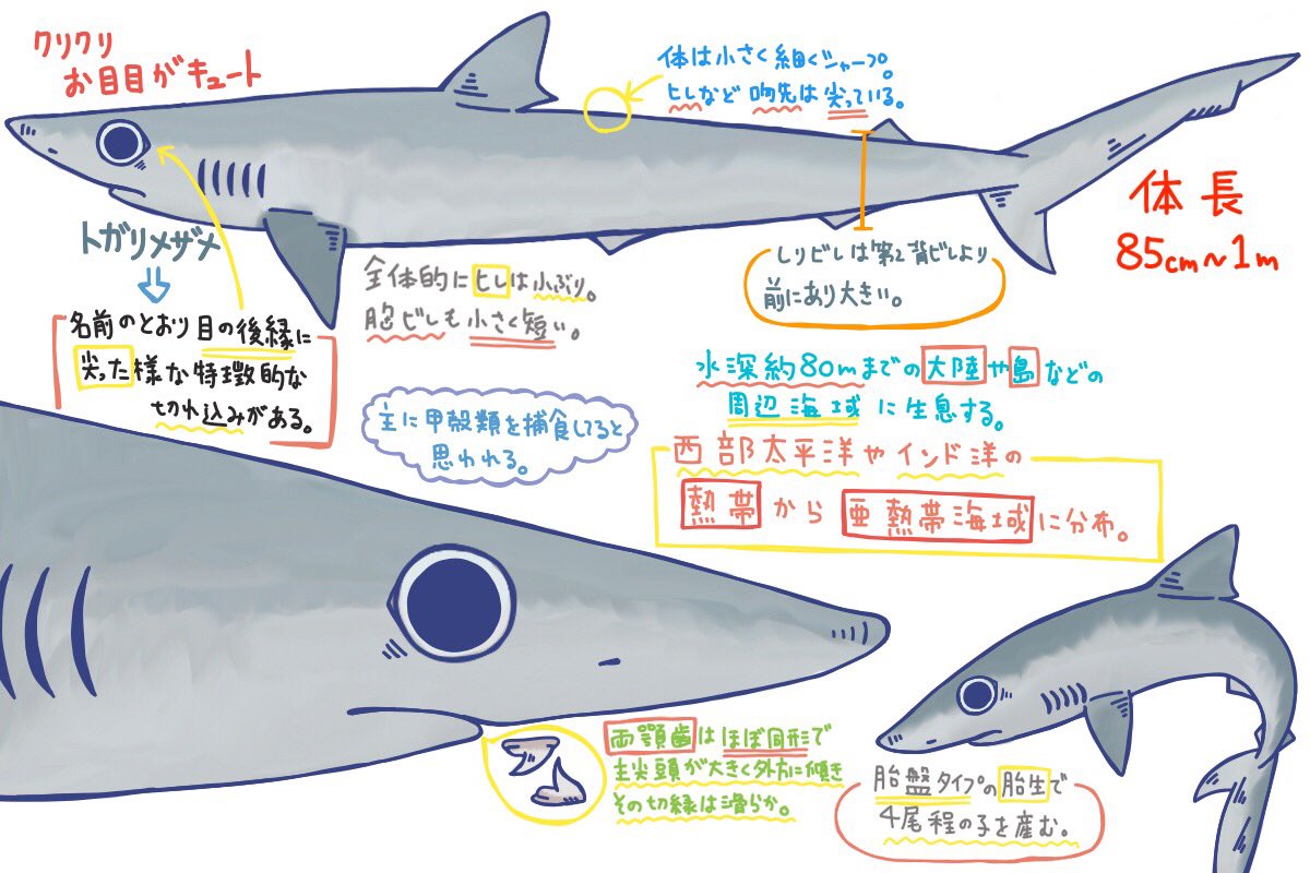 めかぶ No Twitter メジロザメ目メジロザメ科のサメ 小さく細く魚で例えると秋刀魚よようなサメ ヒレは全体的に全て小ぶり 先端は尖っている 特徴は大きな目とつり目のようになった後縁の切り込み部分 第二背びれの始まりは臀鰭の後ろであることで見分けが