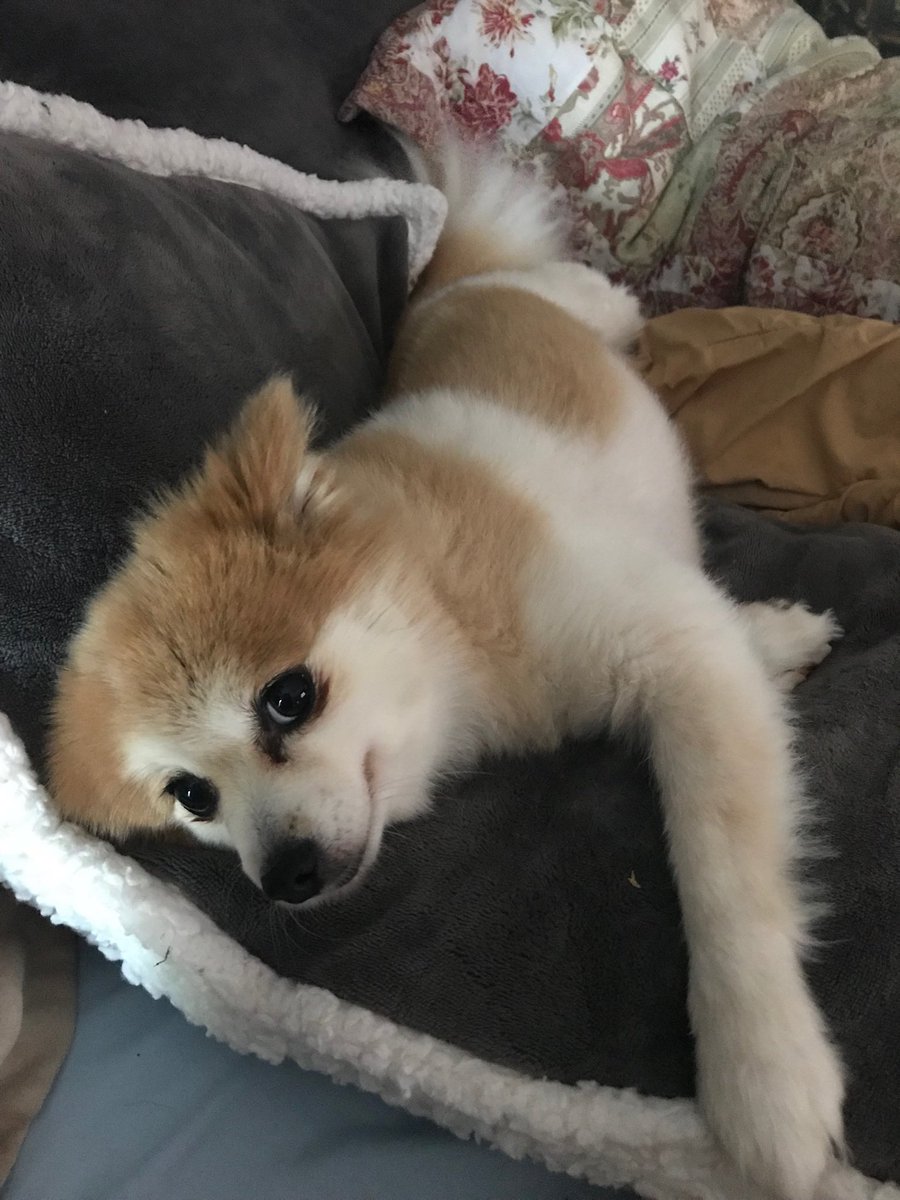 HealthITGirl's tweet photo. ⁦@WKRN⁩ Fur Baby Friday - Sophie rescued a year ago ❤️ https://t.co/9BMiQWqo8U