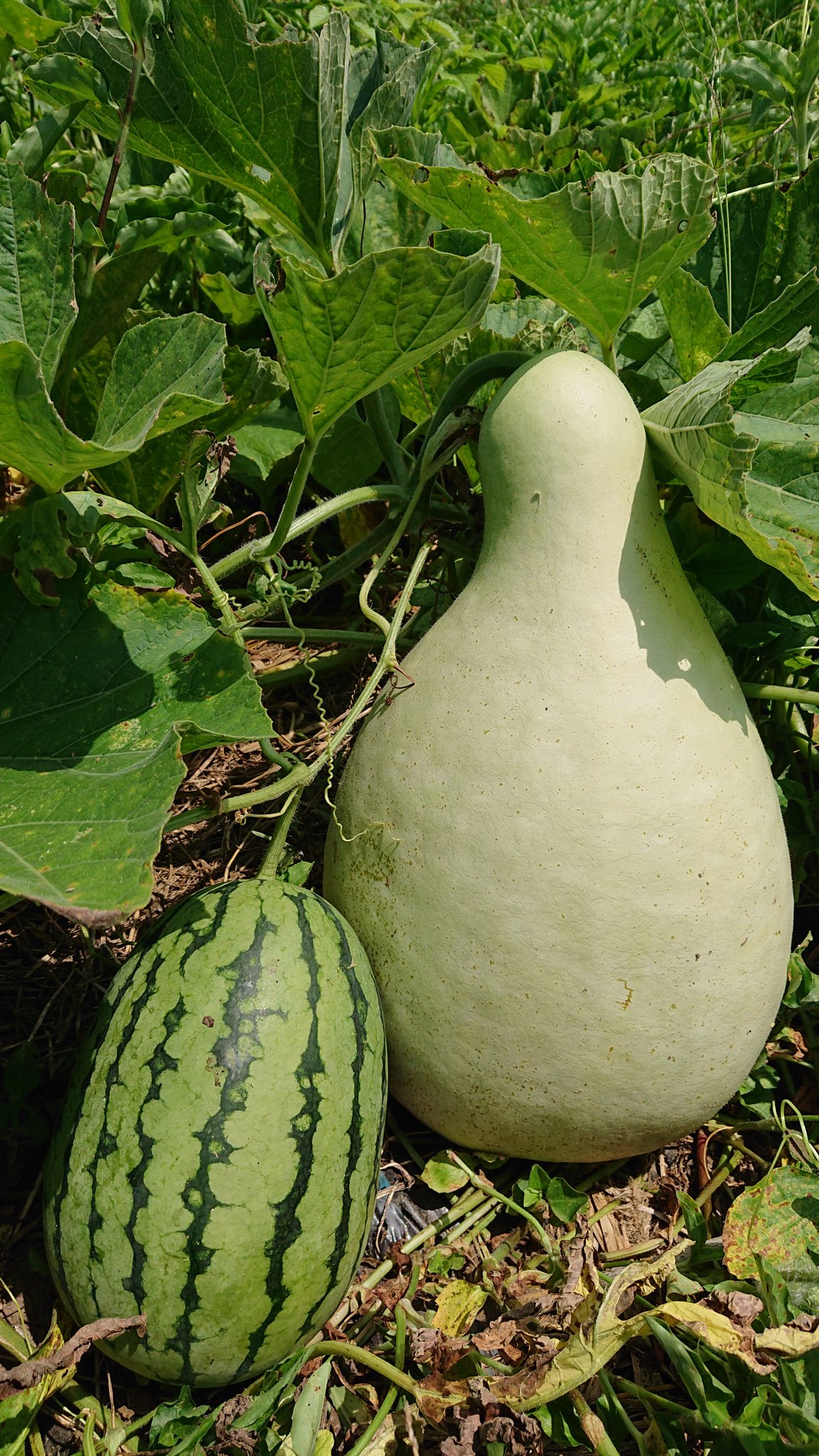 تويتر 順 على تويتر Mpzk91rjsfq9n え そうなの