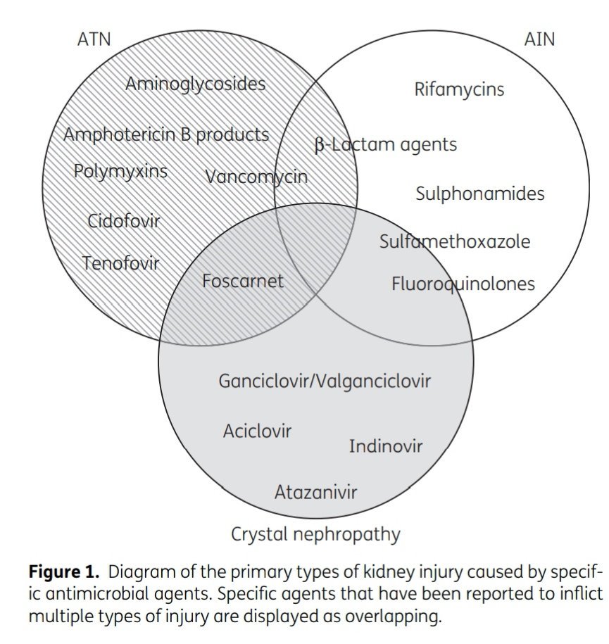 NEW🌟🌟🌟Masterpiece Review Article #JACnews @KevinJDownes <a href="/JFitzMD/">Julie Fitzgerald</a> <a href="/IDPharmacometrx/">Marc H. Scheetz</a> <a href="/jjliupharmd/">Jiajun (JJ) Liu</a> <a href="/hayes_m31/">Molly Hayes</a> <a href="/GwendolynPais/">Gwendolyn Pais</a> 
Mechanisms of antimicrobial-induced nephrotoxicity ➕paediatric patients. #IDTwitter
A must read for All #medtwitter academic.oup.com/jac/advance-ar…