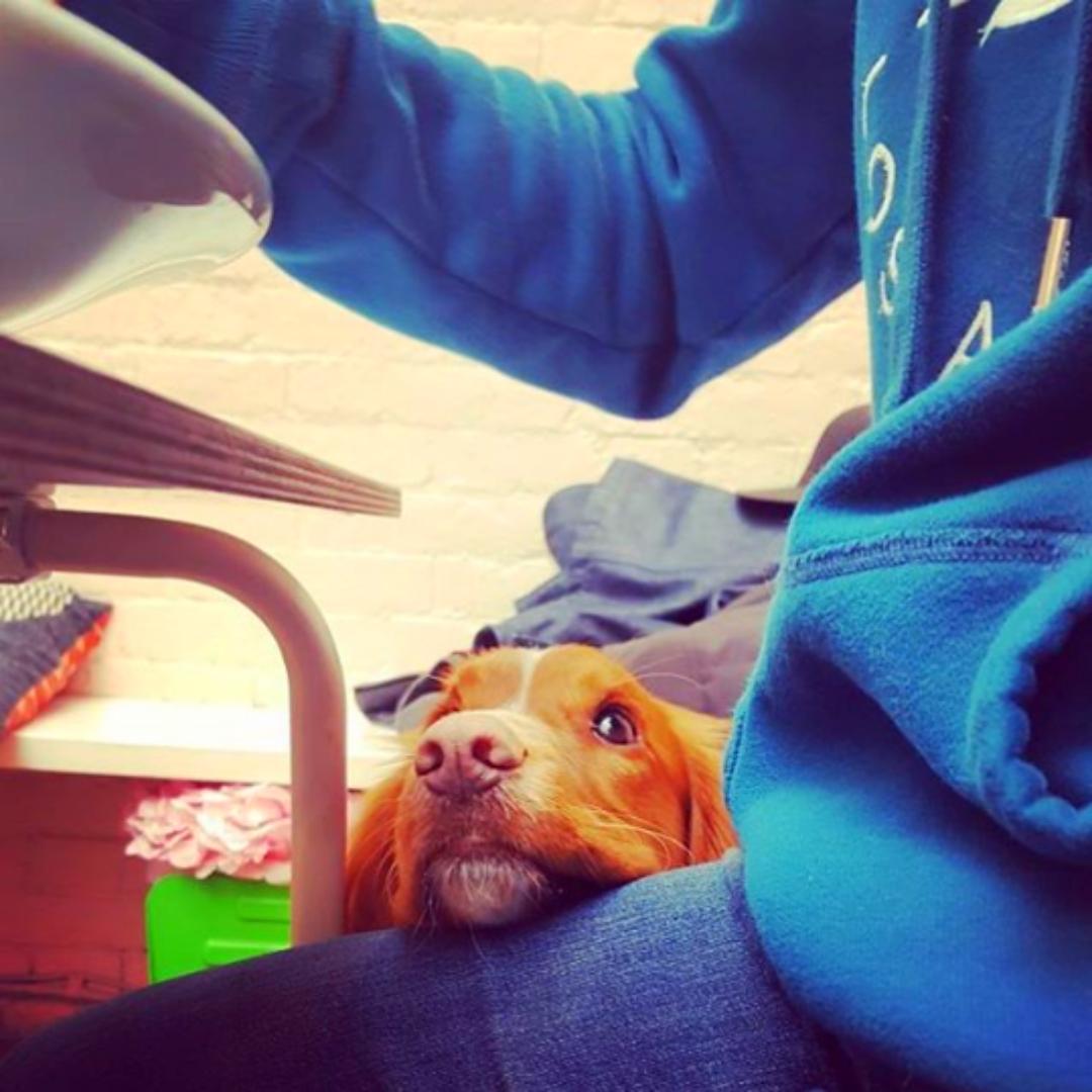 OliversCafe's tweet photo. Every move you make
Every vow you break
Every smile you fake
Every bite you take I'll be watching you 🎵
🐶 @little_cendol https://t.co/VYXdYU1xXt