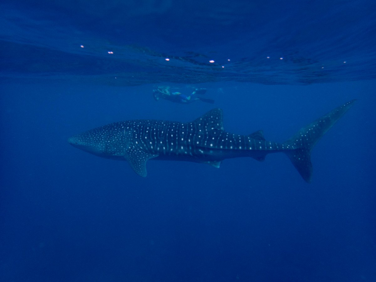 We're opening up a 3 month research placement for a Masters level student/graduate, starting this Sept. Please email your CV and a cover letter for us to consider by Friday 9th August.  #research #conservation #Maldives @UoEGeosStudents <a href="/BD_Stew/">Bryce Stewart</a>