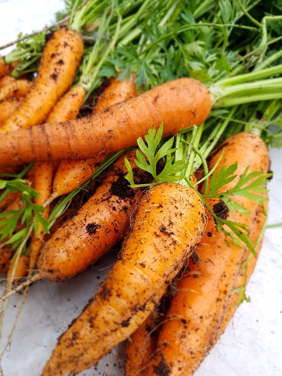 We love making the most of our veg patch here at the house.

Here's the first crop of carrots from the old cast iron bath we sunk into the back garden.

Hoping to get a 2nd crop later in the year!

#Harvest #HomeGrown #Garden #Carrots #Gardening #VegPatch #GrowYourOwn #Organic