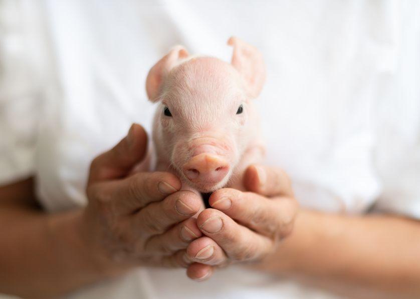 franceculture's tweet image. Embryons mi-cochon, mi-homme : tout comprendre du projet qui fait peur #CelluleSouche #Science franceculture.fr/sciences/embry…