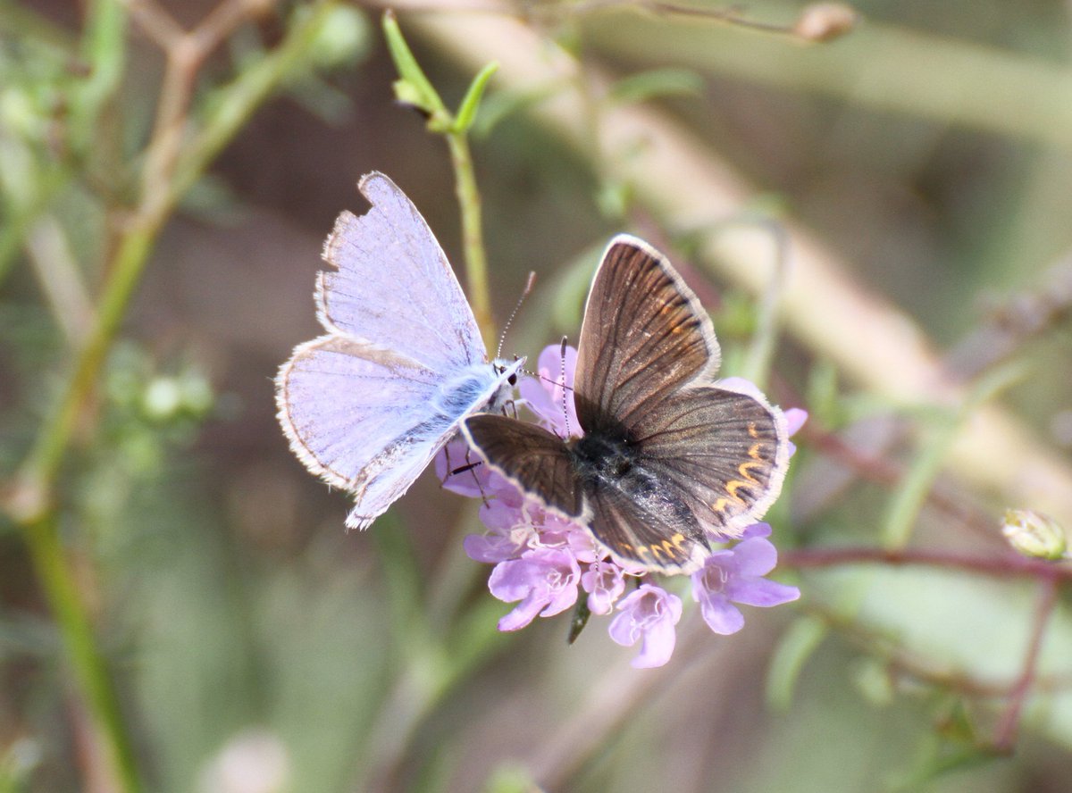 GOLFLESILES's tweet photo. Have you ever noticed that butterfly antennae are shaped like a golf club?
@sustainablegolf @boni_golf
#sustainablegolf 
#sustainablegolfcourse 
#sustainability 
#biodiversity 
#biodiversità 
#impegnatinelverde 
#naturephotography 
#macro 
#savethebees 
#golf
#golflesiles https://t.co/oK5UC5yOpT